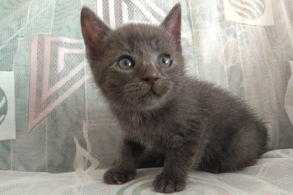 Дымчатый1_9-1