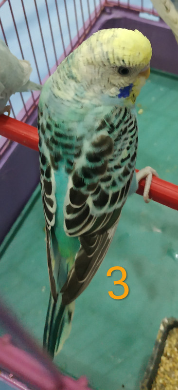 IMG_٢?١٨١??٦_١?١٨٥١