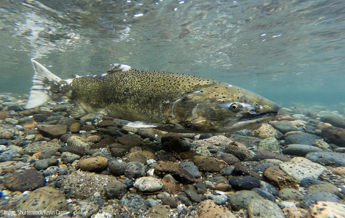shutterstock_kevin_cass_chinook_salmon