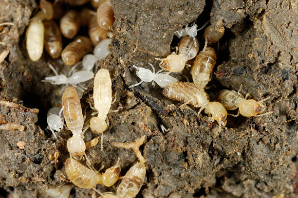 termite-7.jpg