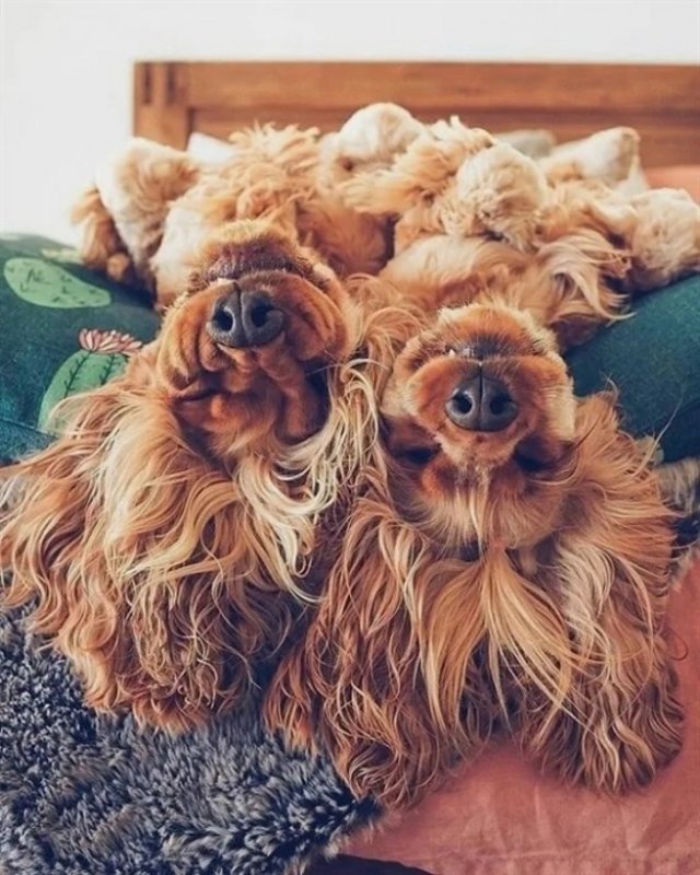 Собака близнецы. Собака Близнецы дерево. Twin Dog.