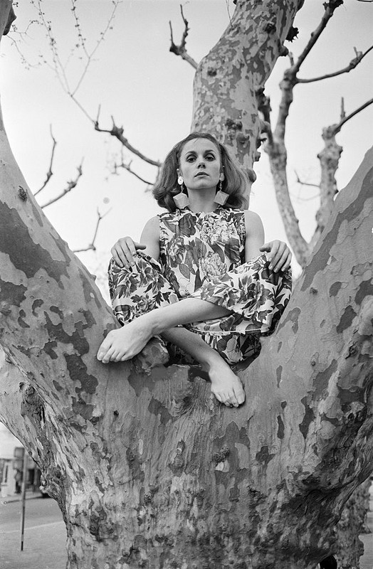 francoise_dorleac_zb11