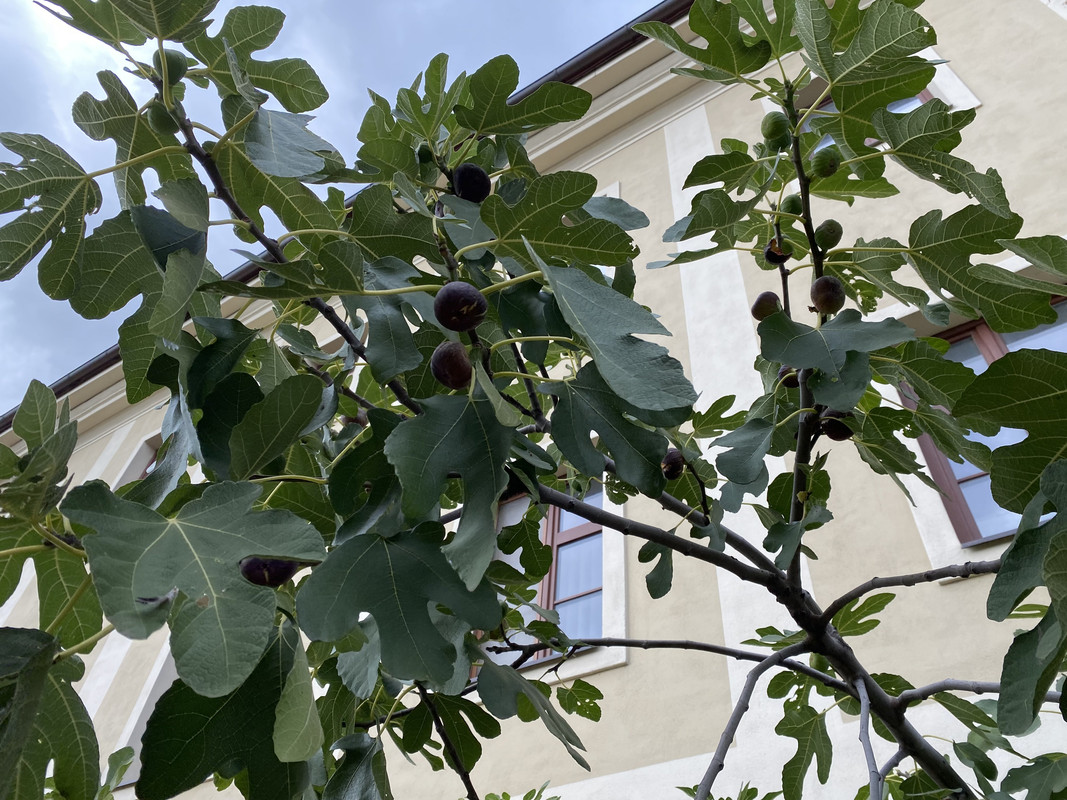 IMG 3221 — Postimages