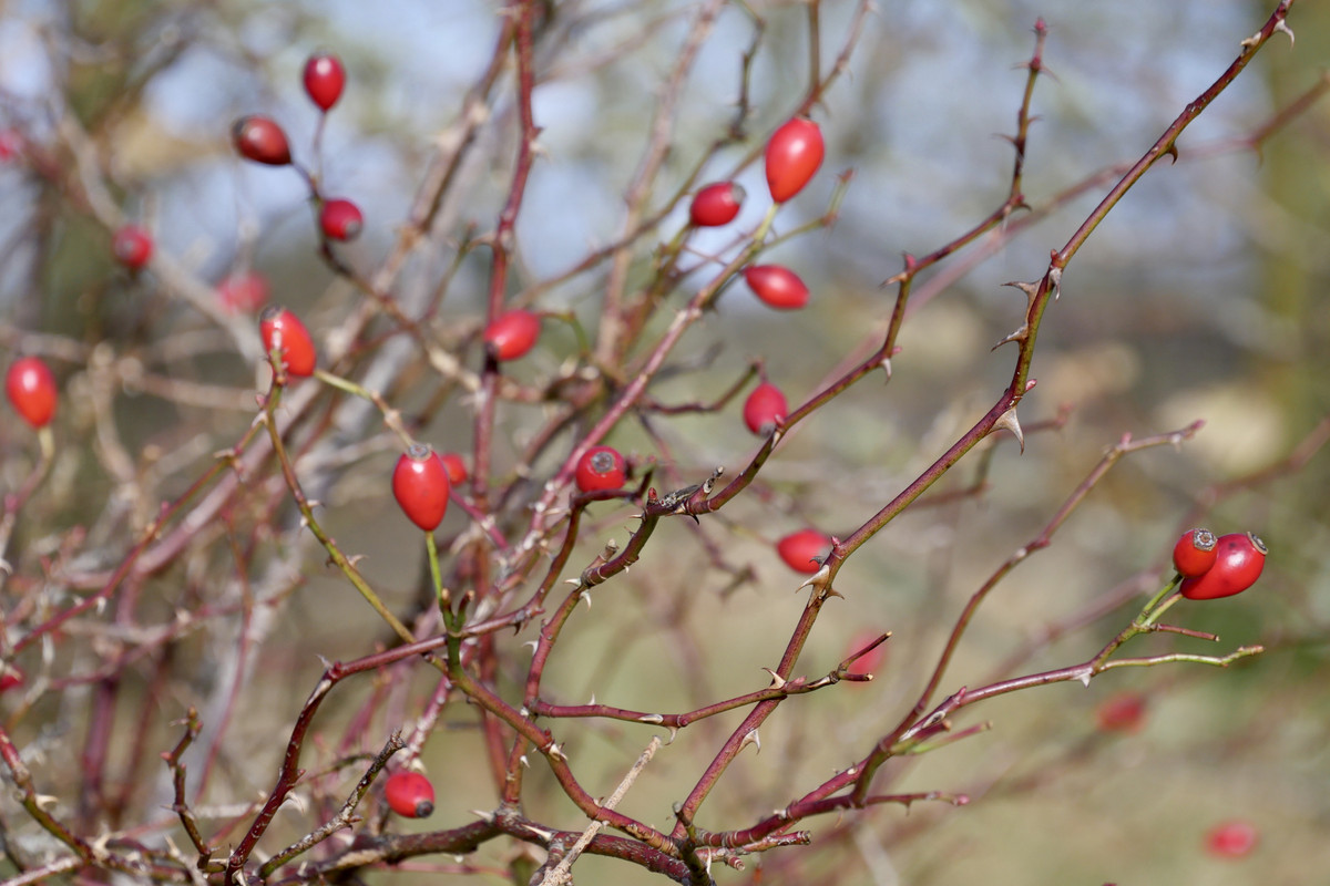 1C8924EE-E581-4071-9CCB-4B74BE4D6FC2