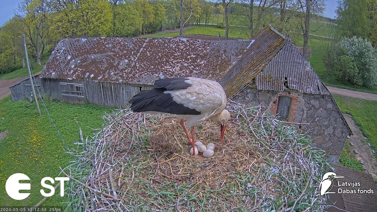 Baltie stārķi (Ciconia ciconia) Tukuma novadā - LDF tiešraide __ White storks in Tukums, Latvia 7-20
