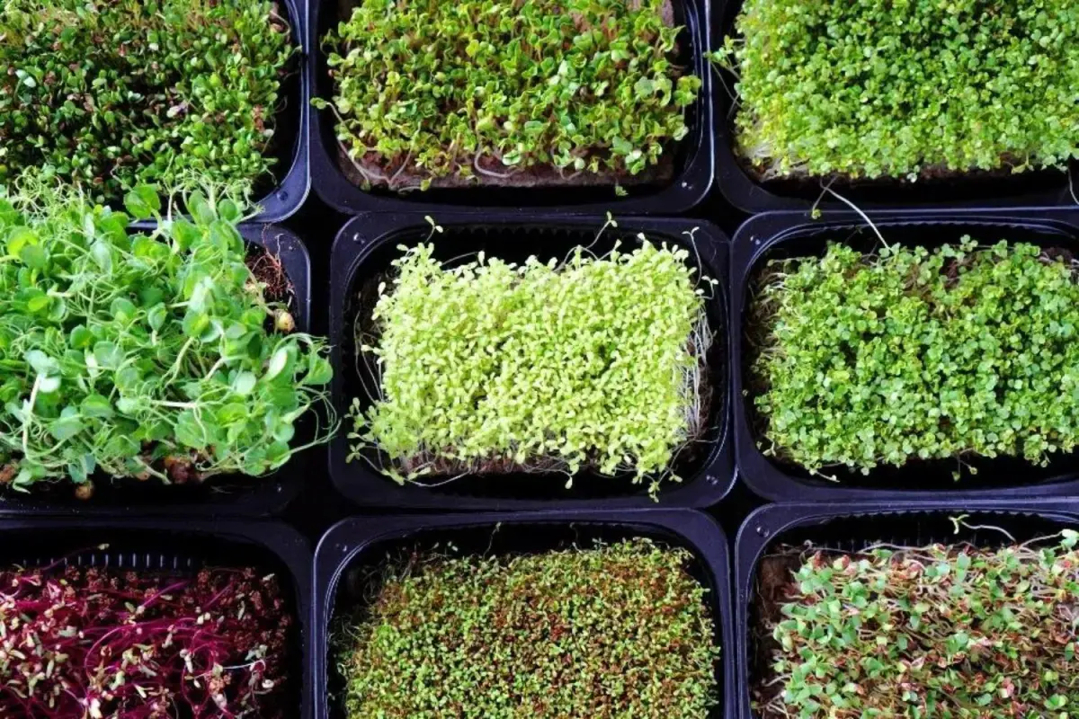 Various microgreens and sprouts growing in containers