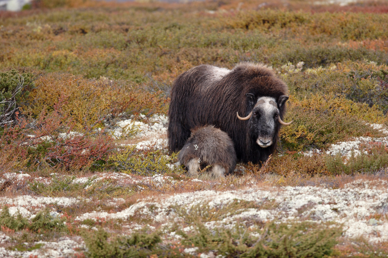 Musk ox herd moving across the tundra in Norway