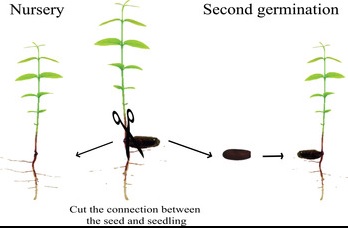 seed
