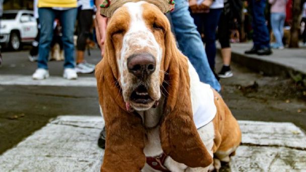 La carrera 'Perritos en Fuga 2.5K' fue todo un éxito; Participaron cientos de lomitos