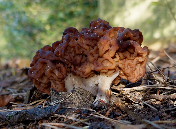 False morel
