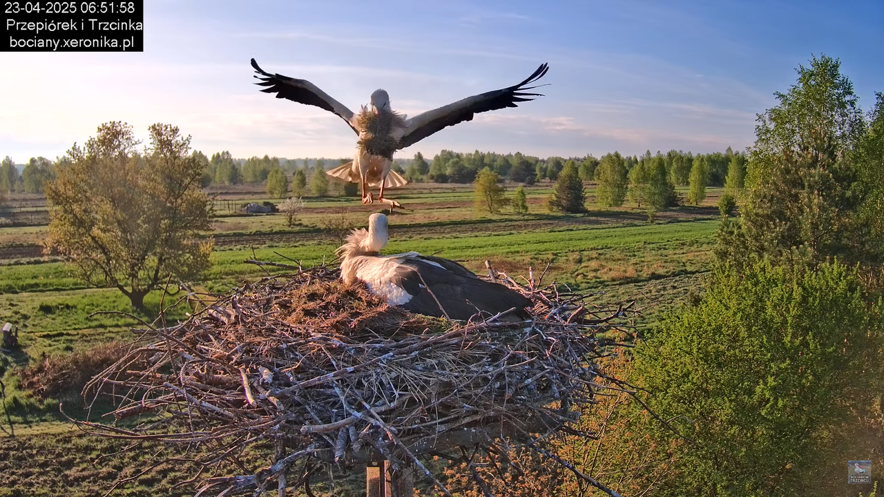 23042025bociany5