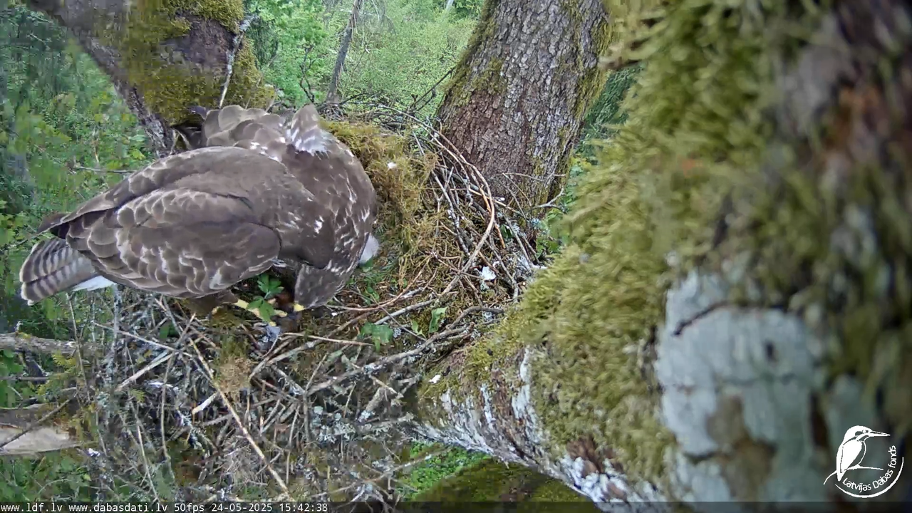 Melnās klijas (Milvus migrans) Kurzemē_ peļu klijāni (Buteo buteo) 13-13-38 screenshot