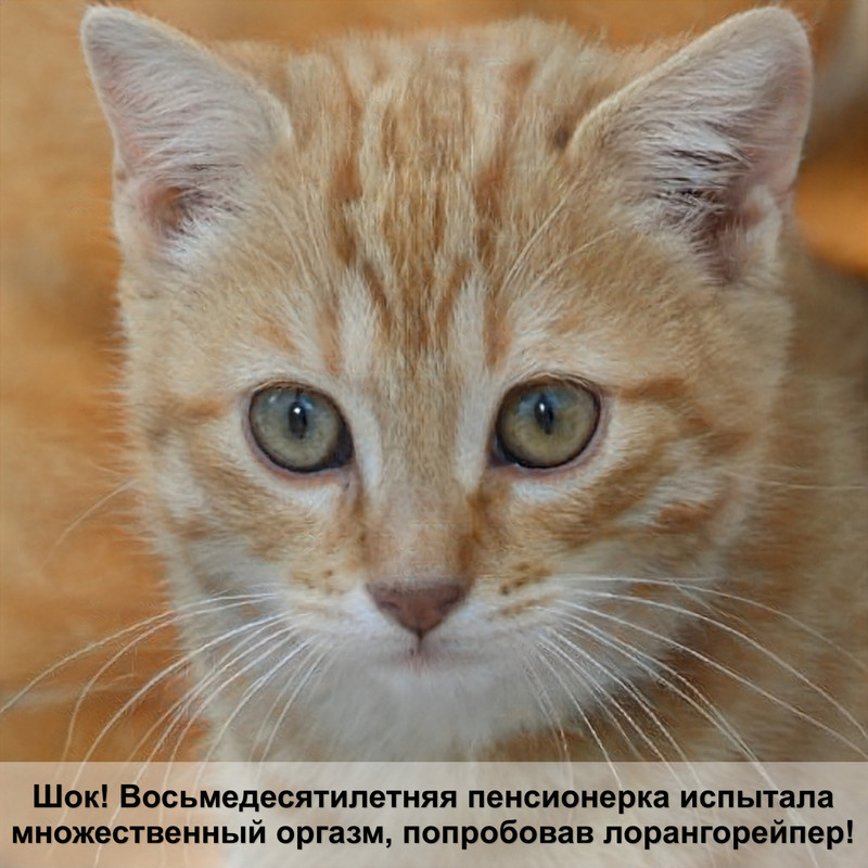 кошка вылизывает шерсть