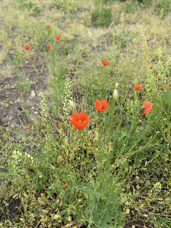 FCC5794F-3ABE-4E13-A7BB-CCE6CEB72F15