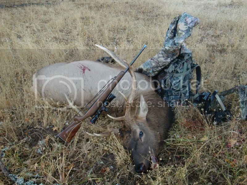5 pt Roosevelt bull