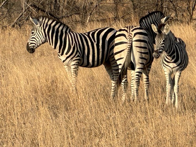 [Linked Image from i.postimg.cc]