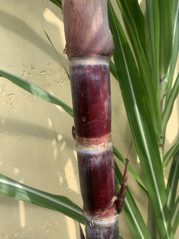 B1CAE928-D59D-4D11-9E05-63D6773EBC3B