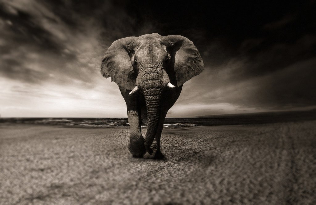 B-W-elephant.jpg