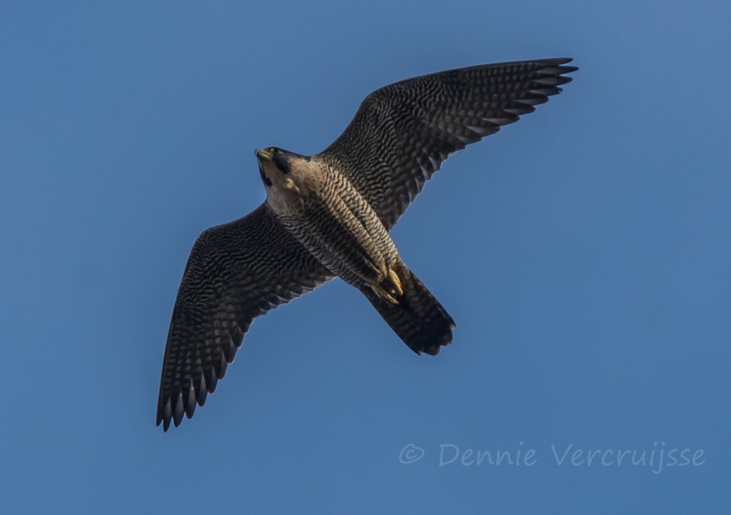 Foto's van Dennie. 2020 - Pagina 7 Sv2412g