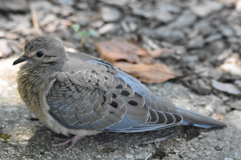 blue-pigeon.jpg