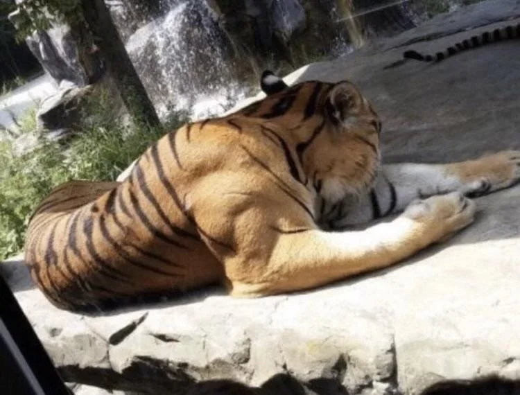 tiger