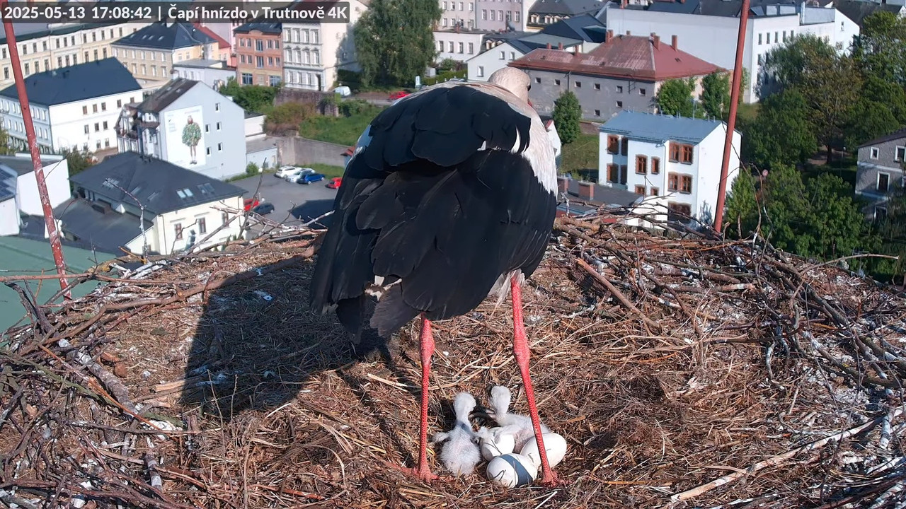 Tiešraide no stārķa ligzdas uz alus darītavas skursteņa Trutnovā 13-42-23 screenshot