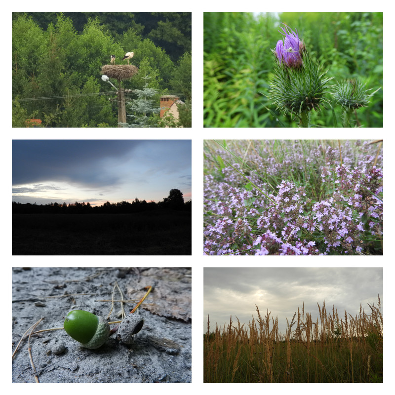 chodzesobiewdeszczudobociankow