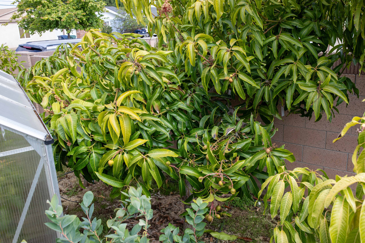 8U1A2525  Coconut Cream-Seacrest Mango Tree with Small Fruit (6-29-23)