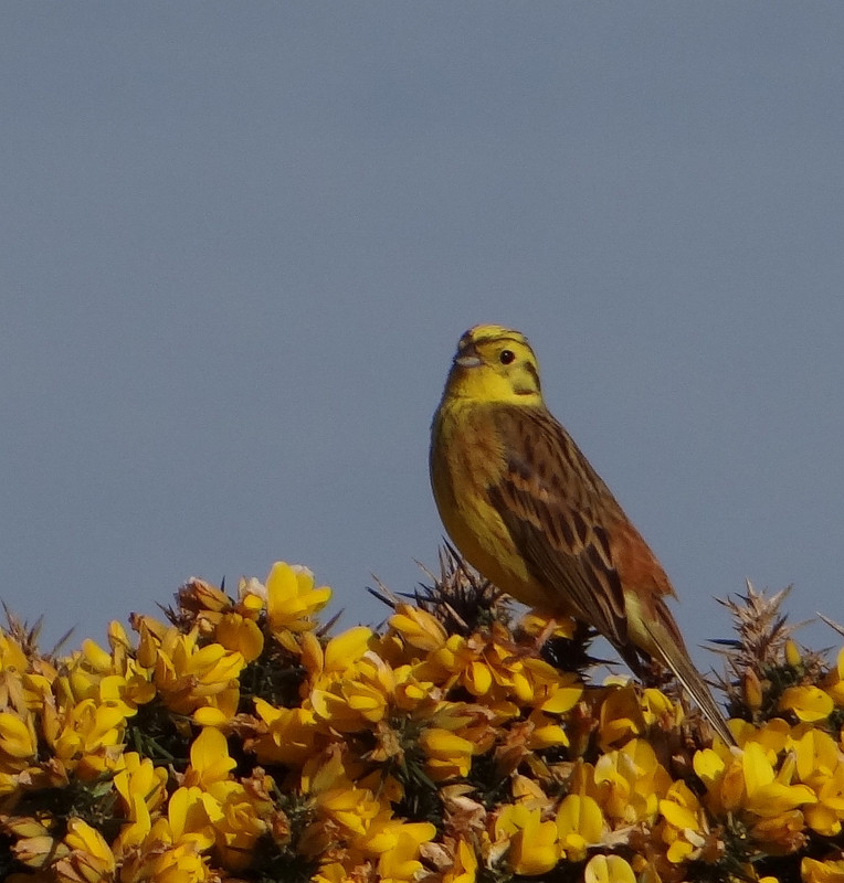 COCK YELLOWHAMMER 3