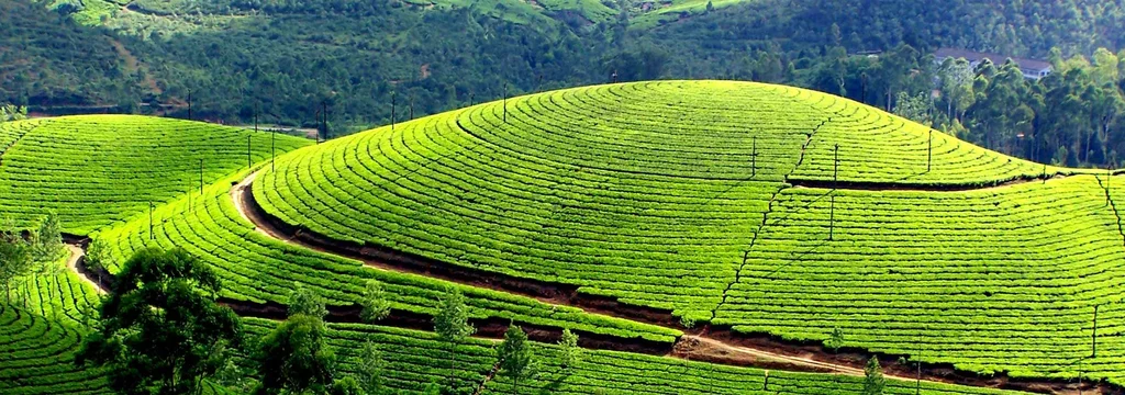 Munnar Alleppey Package