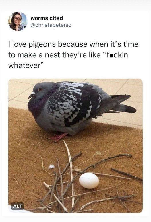 pigeon.jpg