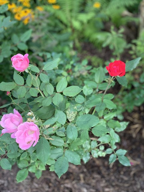 [Image: IMG-6489.jpg]