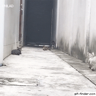 https://i.postimg.cc/tJ3kSPnX/2.gif