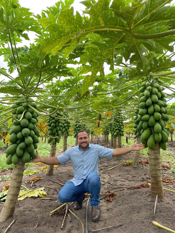 Florada saudável após o protocolo de manejo de florada