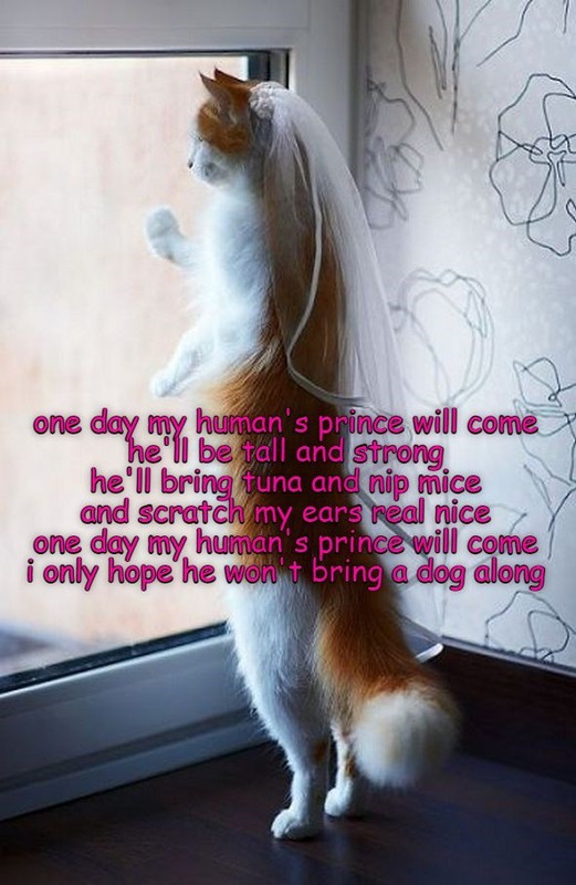 one-day-my-humans-prince-will-come