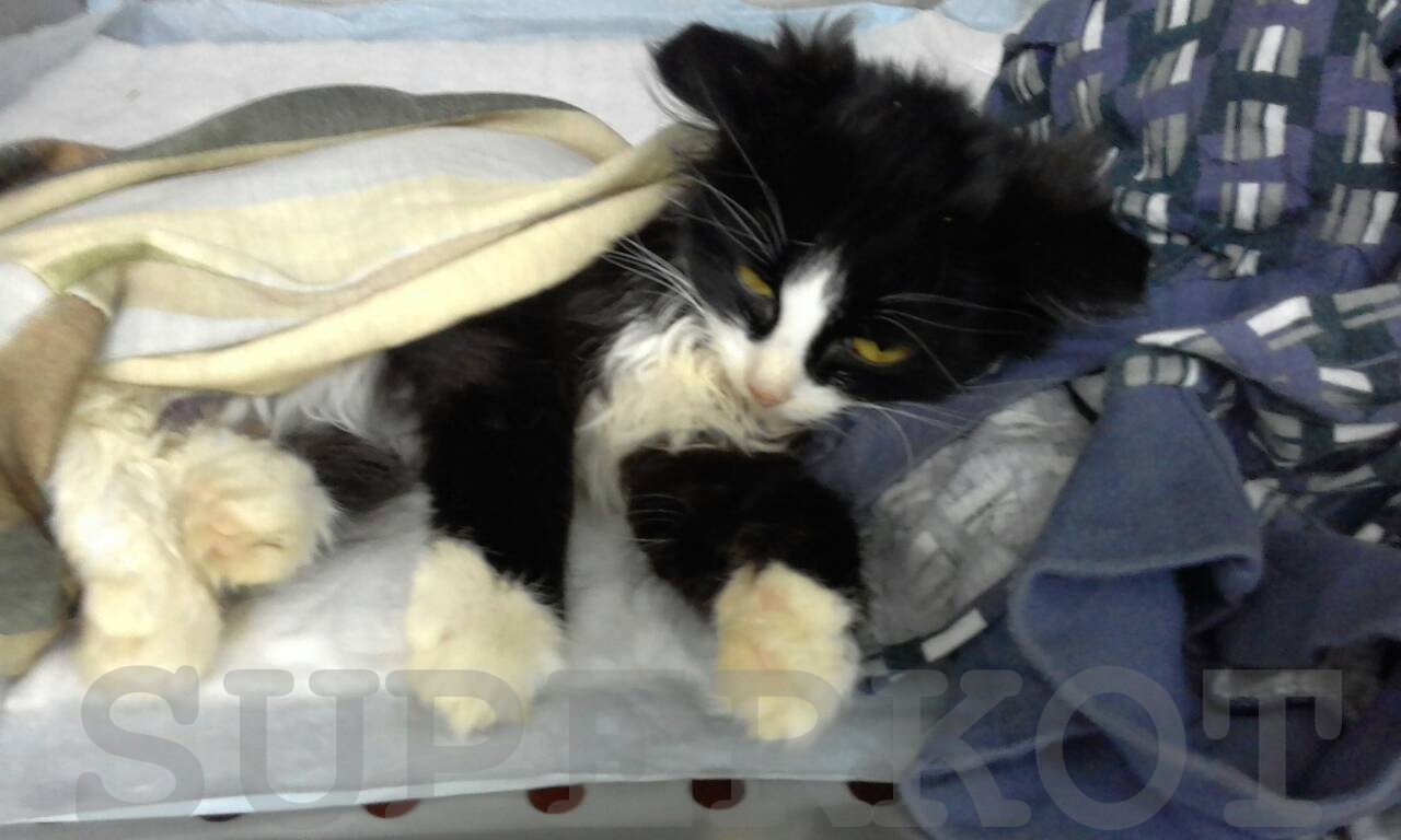 watermarked - donorkotik6 (1)