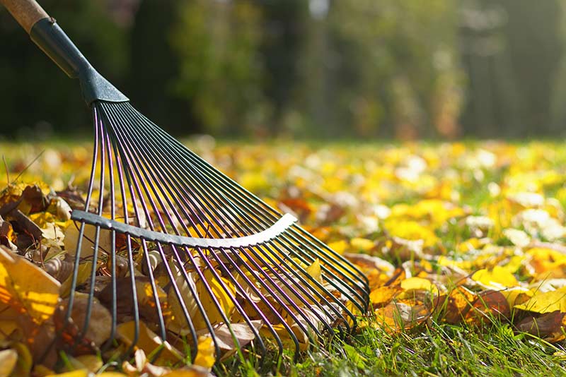 Seasonal Cleanups