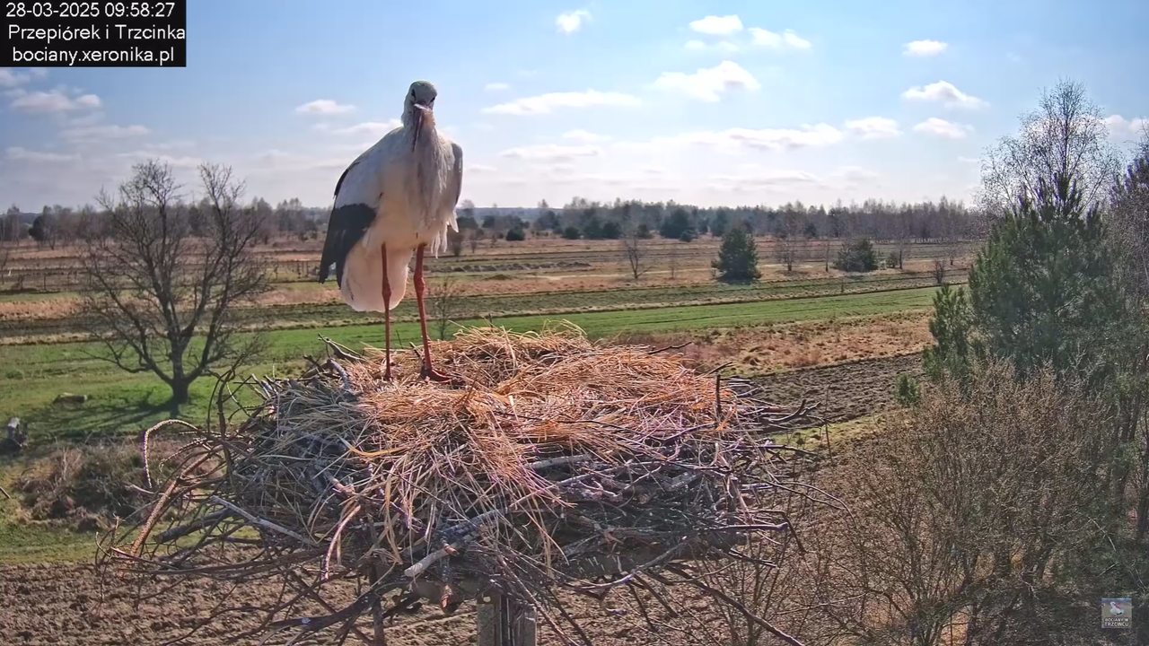 bociany28032025_42
