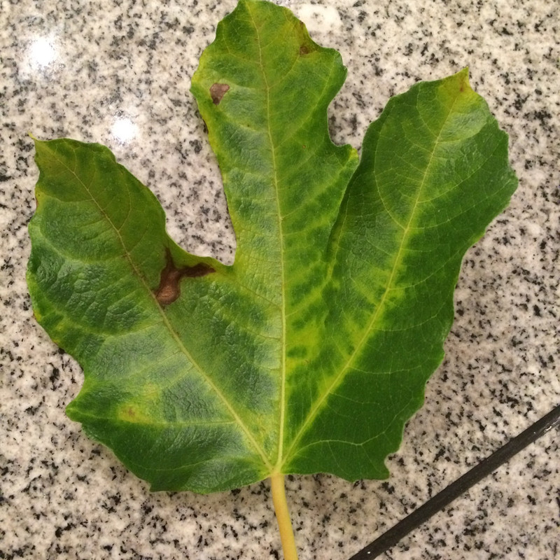 fig leaf