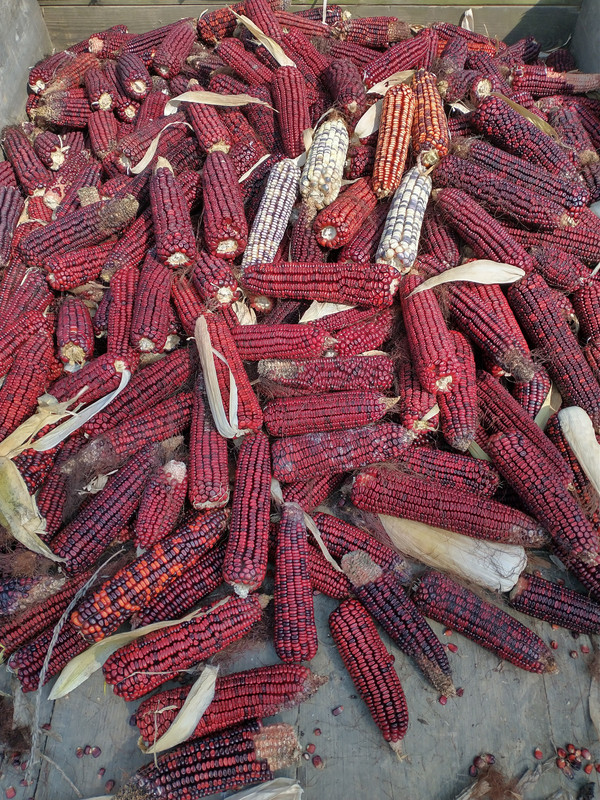 IMG_20211010_111648737_HDR