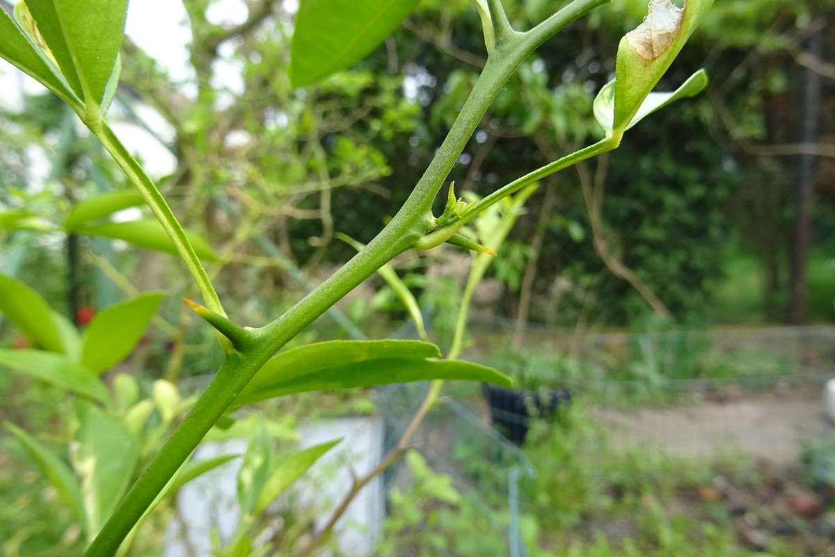 DSC00634