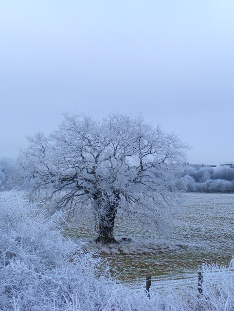 winter-frosty-tree.jpg