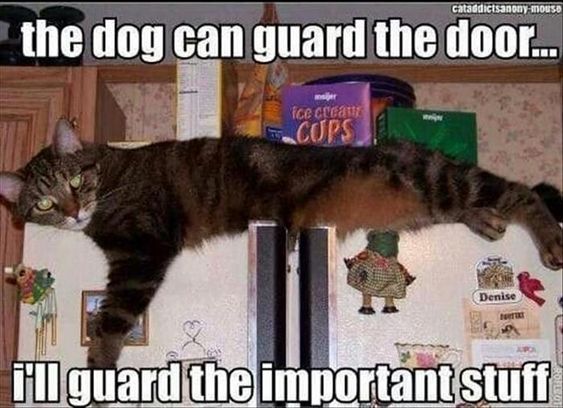 Cat Humor #7