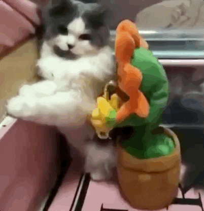 giphy.gif