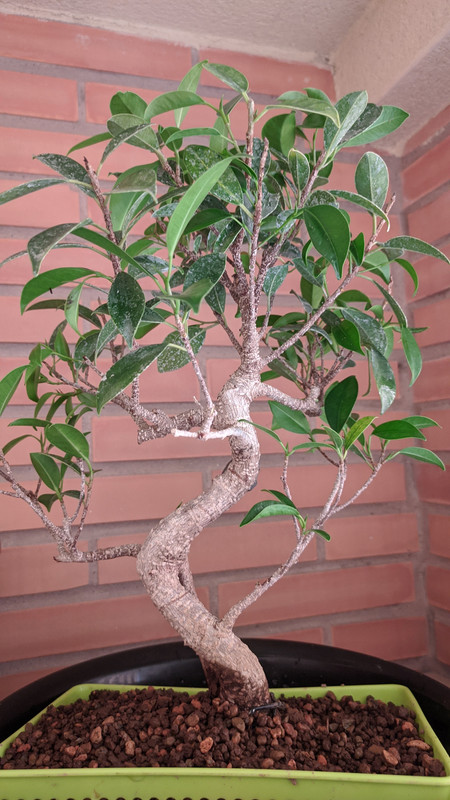 Ficus-transplante