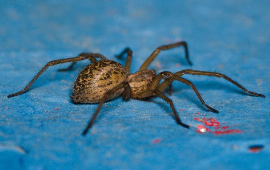 Паук-бродяга Eratigena agrestis - неожиданные факты о жизни и репутации Паук-бродяга Eratigena agrestis - неожиданные факты о жизни и репутации