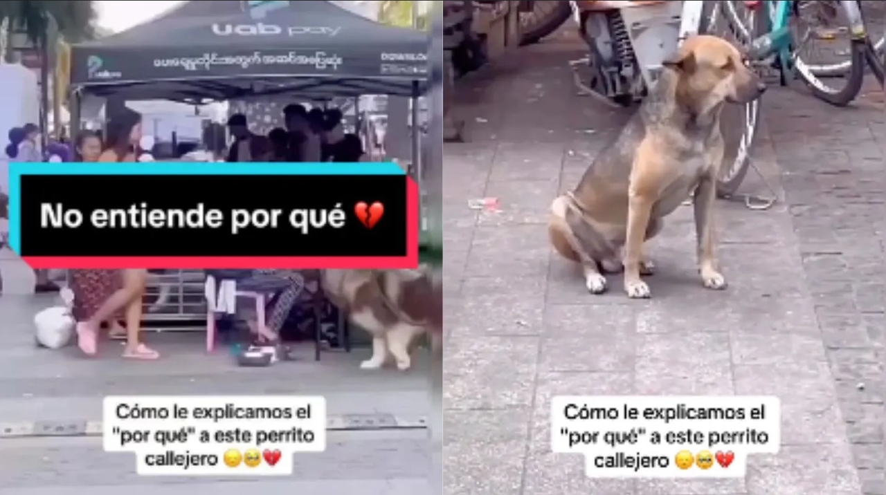 Perrito se hace viral por poner carita triste, veía a lomitos con amo