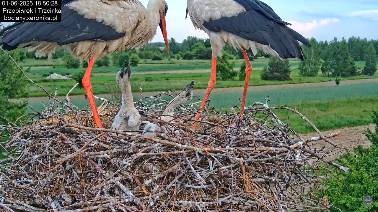 01062025bociany36
