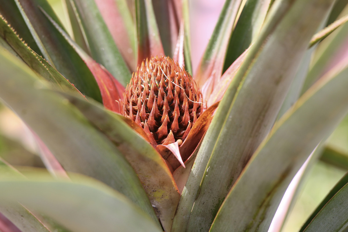 B44358C3-E050-4EF1-8A1F-56205F60411F_1_201_a