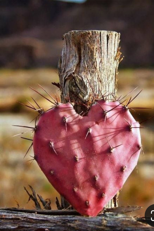 Screenshot_20240212_204921_Pinterest